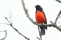 Scarlet-bellied Mountain-Tanager